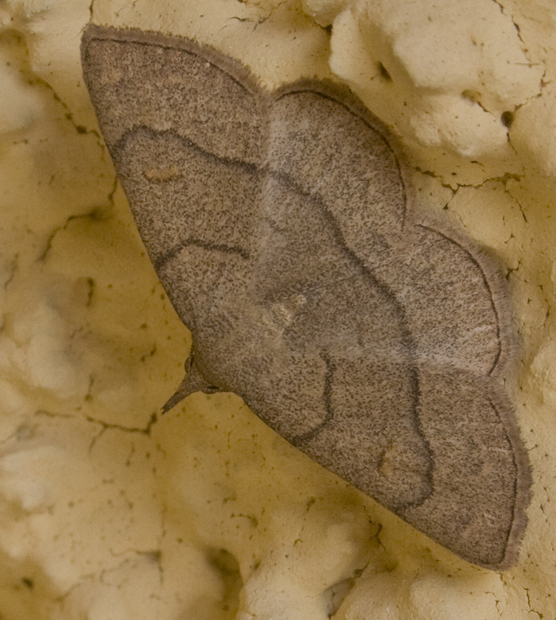 Camptogramma bilineata? No Paracolax tristalis